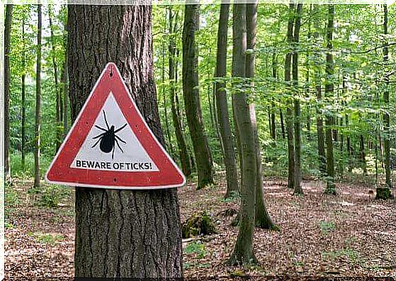 What to do if you get a tick bite